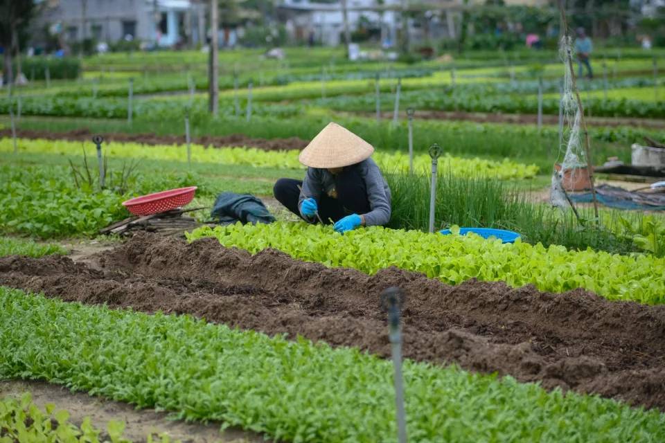 Vườn rau của Phạm Vũ Cẩm Châu