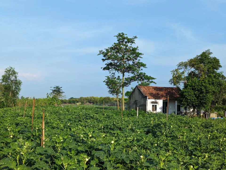 Luống rau mới xuống giống